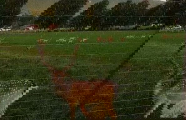 Holiday Apartment Hanal-hof - Photo 15