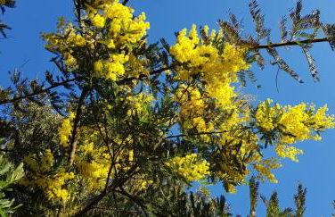 Le Mas de Cocody - Foto 16