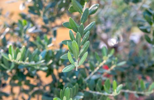 Apartment Li - Foto 23