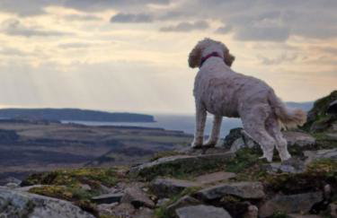 Ornum Self Catering Cottage - Foto 48