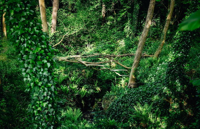 Beautiful 1 bed Glamping pod in Battle - Foto 12