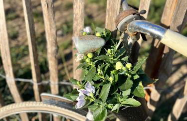 Tiny House Alpakablick - inklusive Alpaka Meet & Greet an bestimmten Terminen - Foto 24