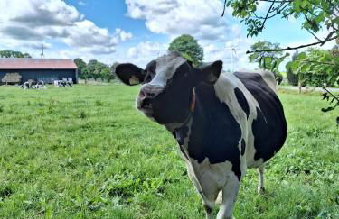 Ferienhaus Landliebe - Foto 25