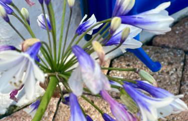 Gîtes de charme "l'écrin de Vendée" jacuzzi privatif, piscine chauffée, prestations bien être, vélos à 10 mn de l'océan sur 3,5 h de verdure - Photo 67