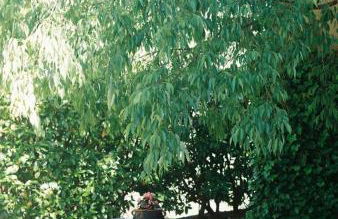 Masia El Riscle - Moli Del Pont - Foto 59