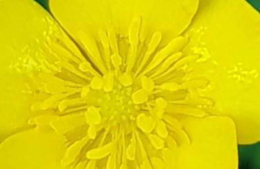 Hagg Hill Farm - Dog & Horse Friendly Near Newcastle - Foto 28