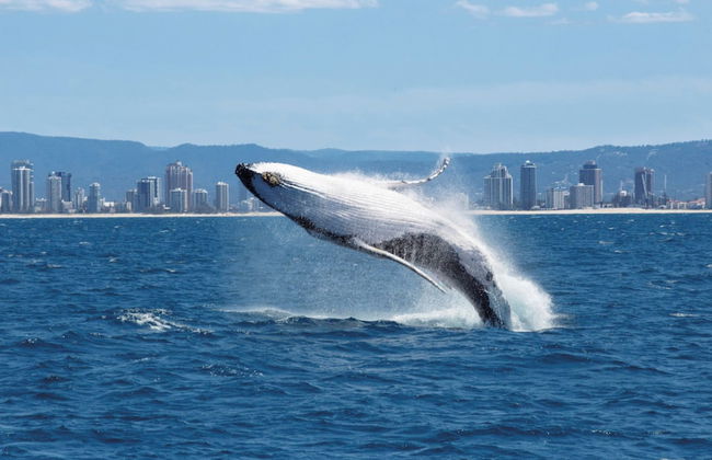 Aussie Resort - Foto 50