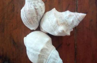 A janela do amanhecer - Photo 22