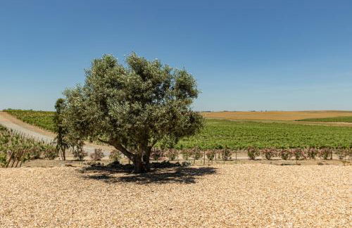 Fontes Bárbaras Enoturismo - Foto 31