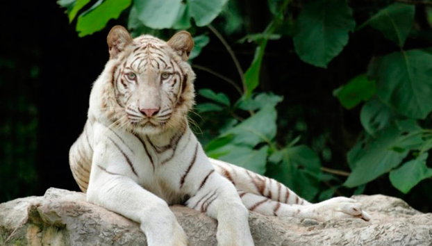 Chiang Mai Night Safari - Ticket - Foto 4