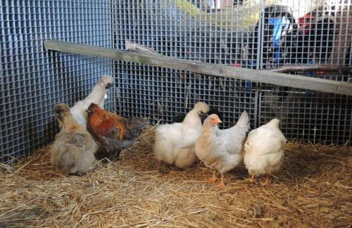 Hof Schult - Foto 25