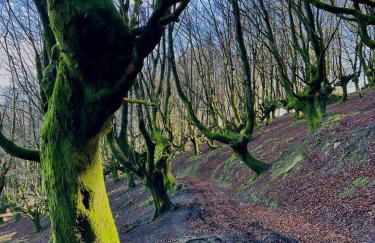 Villa Artegoikoa-Urdaibai, patrimonio de la UNESCO - Foto 16