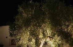 Masseria Cesarina B&B - Foto 26