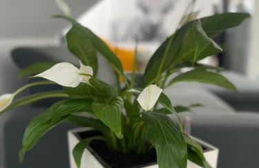 Ferienwohnung Moments - Foto 8