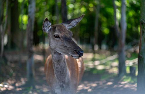 Zagroda Nad Kotelnią - Foto 65