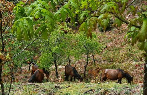 Azor International Apartment II - Foto 22