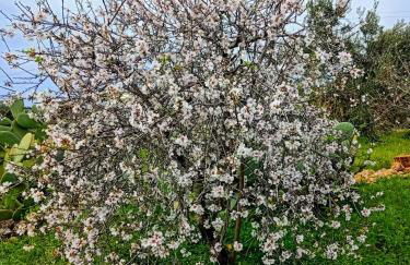 Mandulivi, chalet nel mandorleto e mansarda vista mare - Foto 20