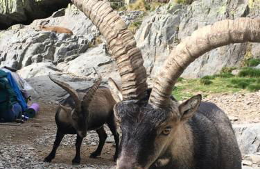 Cara norte de Gredos - Photo 61