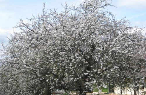 Gite De La Balle De Golf - Foto 14