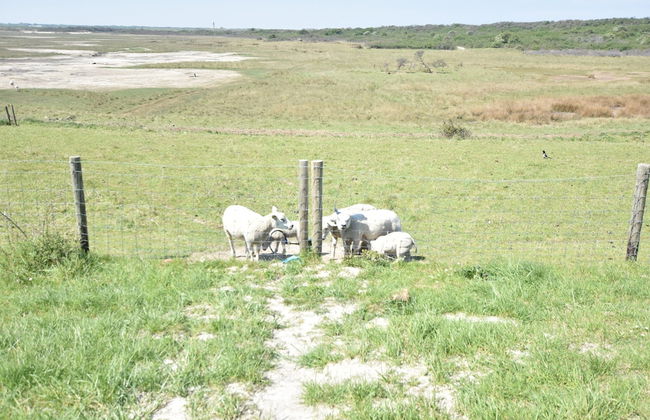 Snug Holiday Home in Nieuwvliet near Beach & Nature Reserve - Foto 24