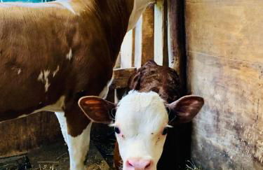 Il Giardino Dorato - Foto 9