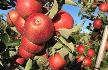 Bergchalet Mirabell - Hofgut - Foto 30