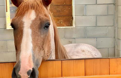 Fantástico Rancho Bronzel - Foto 17