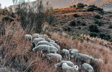 Finca Mulo Arriba - Foto 43