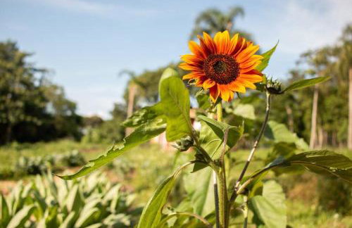 Chalé Ametista na Amarte perto do Templo Budista - Foto 22