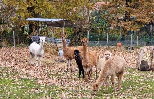 Ferienhof Bron - Foto 14