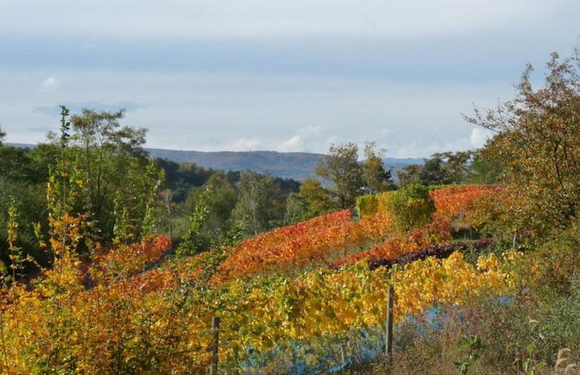 Spacious Apartment in Ballenstedt Harz near Lake - Photo 34
