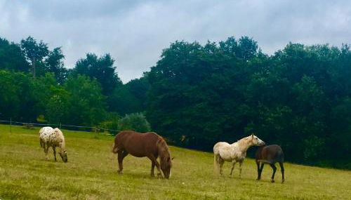 Petite Vue Vert - Photo 4