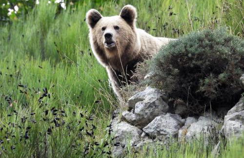 Apartamentos Rurales CASONA DE LOLO - Foto 25