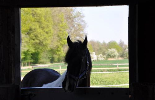 Tiny House Kotten Kunterbunt - Foto 21