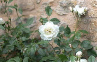 Château Forge du Roy - Foto 27