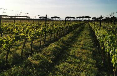 Podere Montecorno - Foto 30