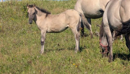 Apartamenty Klangor - Foto 2