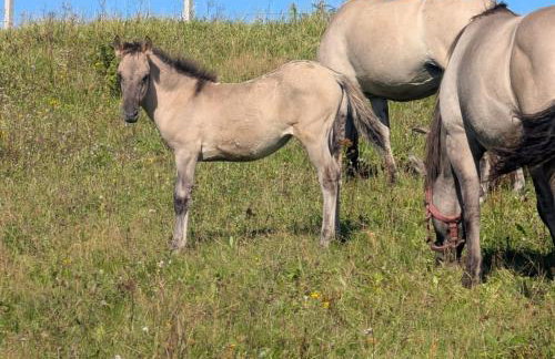 Apartamenty Klangor - Foto 2