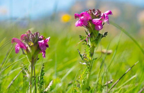 Beau chalet 15p - Abriès - Parc naturel du Queyras - Photo 42