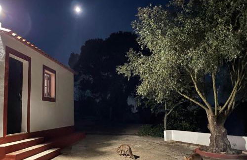 Monte do Pereiro - Foto 70