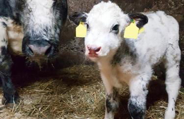 Gästehaus Annemarie - Foto 29