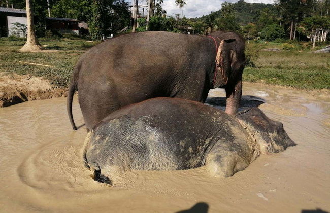 Escursione al santuario degli elefanti di Ao Nang - Foto 8
