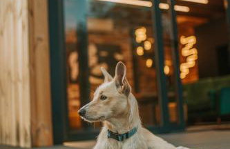 Nowoczesny drewniany domek CHILL HOUSE - Foto 18