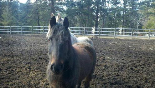 Enchanting Cabin with Beautiful Views near Glacier National Park, Montana - Foto 4