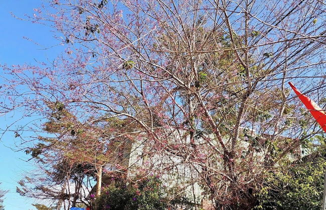 Homestay Wooden House Măng Đen - Foto 26