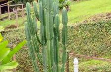 JARDIM REAL - Chalés para casais - Foto 18