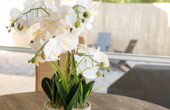 The Big Twisted Oaks - Foto 47