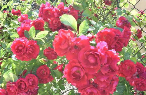 Einladende Ferienwohnung in Zweedorf mit Grill - Foto 51