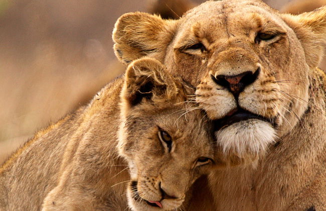 Safári de 5 dias pelo Parque Nacional Kruger - Foto 11