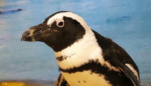 African penguin
